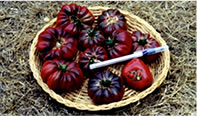 Tomatoes